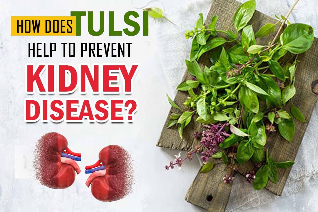 how-tulsi-helps-to-prevent-kidney-disease